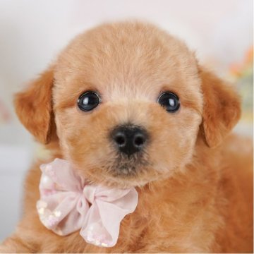 トイプードル(トイ)【千葉県・男の子・2025年3月12日・アプリコット】の写真「価格仮GWも毎日営業🐶🌸」