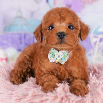 トイプードル(トイ)【千葉県・男の子・2025年8月18日・レッド】の写真「🐶6組様限定！10/11子犬のお世話体験会開催✨」
