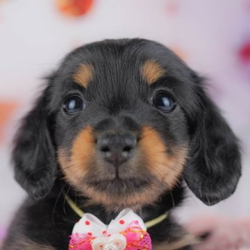 カニンヘンダックスフンド(ロング)【千葉県・男の子・2025年10月7日・ブラック&タン】の写真「全頭健康診断チェック済み！安心してお迎えできます✨」