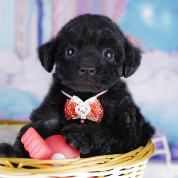 トイプードル(トイ)【千葉県・女の子・2025年8月18日・ブラック】の写真「🐶6組様限定！10/11子犬のお世話体験会開催✨」