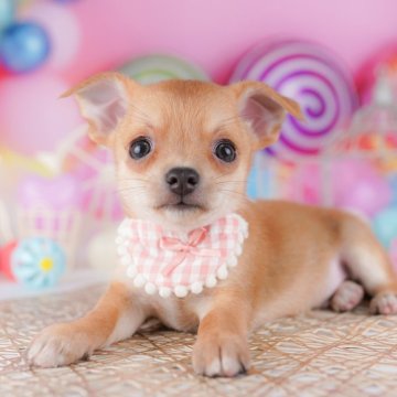 チワワ(スムース)【千葉県・男の子・2025年7月24日・フォーン】の写真「📢11/3(祝)🐶子犬のお世話体験会開催!!✨」