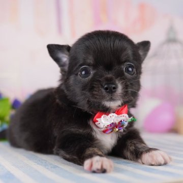 チワワ(ロング)【千葉県・女の子・2025年4月30日・ブラックブリンドルタン&ホワイト】の写真「🍼🐶チワワの兄弟ちゃんたくさん生まれました💕」