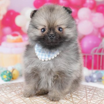 ポメラニアン【千葉県・男の子・2025年11月14日・オレンジセーブル】の写真「全頭健康診断チェック済み！安心してお迎えできます✨」