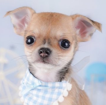 チワワ(スムース)【千葉県・女の子・2025年7月24日・フォーン】の写真「9/23 🐶子犬お世話体験会開催✨」