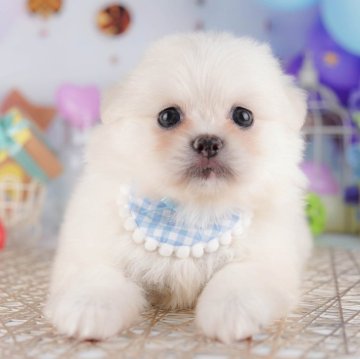 ミックス(ペキニーズ×ポメラニアン)【千葉県・女の子・2025年7月21日・クリーム】の写真「🐶6組様限定！10/11子犬のお世話体験会開催✨」