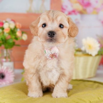 マルプー(マルチーズ×トイプードル)【千葉県・男の子・2025年6月24日・アプリコット】の写真「🐶6組様限定！10/11子犬のお世話体験会開催✨」