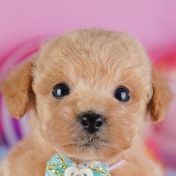 トイプードル(トイ)【千葉県・男の子・2025年9月22日・アプリコット】の写真「📢11/3(祝)🐶子犬のお世話体験会開催!!✨」