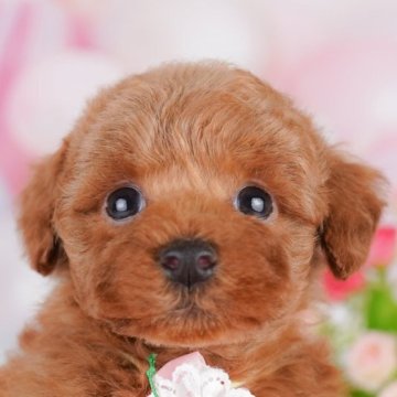 トイプードル(トイ)【千葉県・女の子・2025年4月19日・レッド】の写真「当日見学申し込みOK🐶🌈」