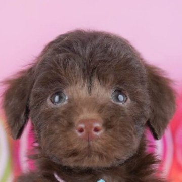 トイプードル(トイ)【千葉県・女の子・2025年10月22日・ブラウン】の写真「全頭健康診断チェック済み！安心してお迎えできます✨」