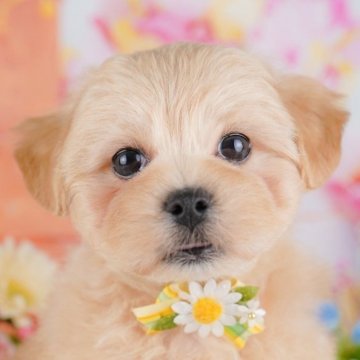 マルプー(マルチーズ×トイプードル)【千葉県・男の子・2025年6月30日・アプリコット】の写真「10/11🐶子犬のお世話体験会🩵✨」