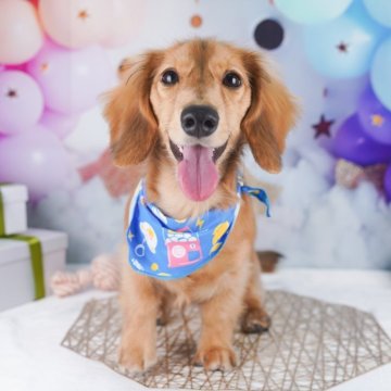 ミニチュアダックスフンド(ロング)【千葉県・男の子・2025年3月26日・シェーデッドレッド】の写真「📢11/3(祝)🐶子犬のお世話体験会開催!!✨」