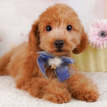 トイプードル(トイ)【千葉県・男の子・2025年3月17日・レッド】の写真「🎐8/30限定🐶お世話体験会開催🍉」