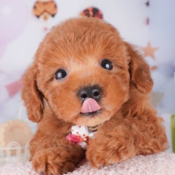トイプードル(トイ)【千葉県・男の子・2025年8月3日・レッド】の写真「9/15・9/23 🐶子犬お世話体験会開催✨」
