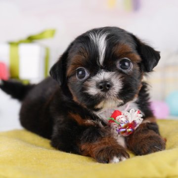 チーズー(チワワ×シーズー)【千葉県・女の子・2025年4月25日・ゴールド&ホワイト】の写真「当日見学申し込みOK🐶🌈」