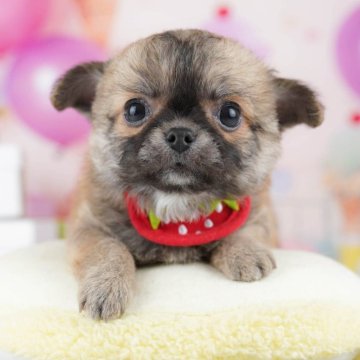 チワワ(ロング)【千葉県・男の子・2025年11月12日・フォーン】の写真「全頭健康診断チェック済み！安心してお迎えできます✨」