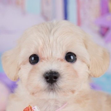 マルプー(マルチーズ×トイプードル)【千葉県・女の子・2025年9月6日・アプリコット】の写真「📢11/3(祝)🐶子犬のお世話体験会開催!!✨」