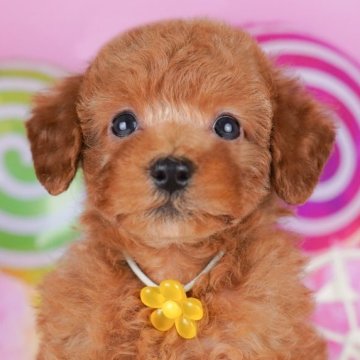 トイプードル(トイ)【千葉県・女の子・2025年8月14日・レッド】の写真「🐶6組様限定！10/11子犬のお世話体験会開催✨」
