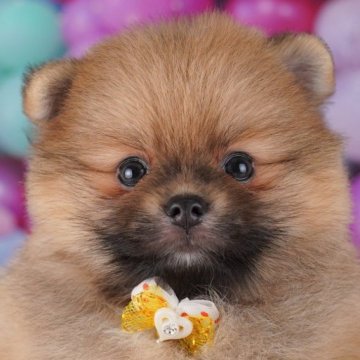 ポメラニアン【千葉県・男の子・2025年8月1日・オレンジセーブル】の写真「9/23 🐶子犬お世話体験会開催✨」