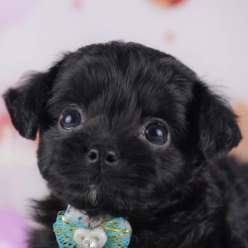 チワプー(チワワ×トイプードル)【千葉県・女の子・2025年10月7日・ブラック】の写真「11/29✨体験会🐶🌸✨開催！！」