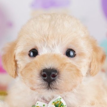 トイプードル(トイ)【千葉県・男の子・2025年9月18日・アプリコット】の写真「📢11/3(祝)🐶子犬のお世話体験会開催!!✨」