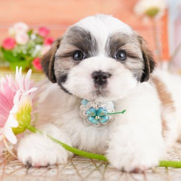 ミックス(マルチーズ×シーズー)【千葉県・男の子・2025年6月16日・ゴールド&ホワイト】の写真「10/11🐶6組限定🌟お世話体験会開催！」