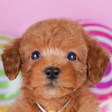 トイプードル(トイ)【千葉県・女の子・2025年8月14日・レッド】の写真「📢11/3(祝)🐶子犬のお世話体験会開催!!」