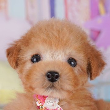 トイプードル(タイニー)【千葉県・男の子・2025年9月22日・レッド】の写真「全頭健康診断チェック済み！安心してお迎えできます✨」