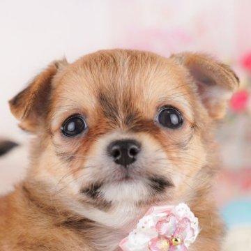 チワワ(ロング)【千葉県・女の子・2025年4月5日・レッド&ホワイト】の写真「🍼🐶チワワの兄弟ちゃん、たくさん生まれました」