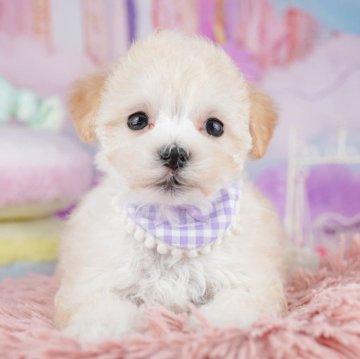 マルプー(マルチーズ×トイプードル)【千葉県・女の子・2025年10月17日・アプリコット】の写真「全頭健康診断チェック済み！安心してお迎えできます✨」