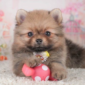 ポメラニアン【千葉県・女の子・2025年4月12日・オレンジセーブル】の写真「トリマー・ブリーダーから直接学べる✨体験会7/13」