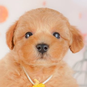 トイプードル(トイ)【千葉県・男の子・2025年2月19日・レッド】の写真「当日見学申し込みOK🐶🌈」