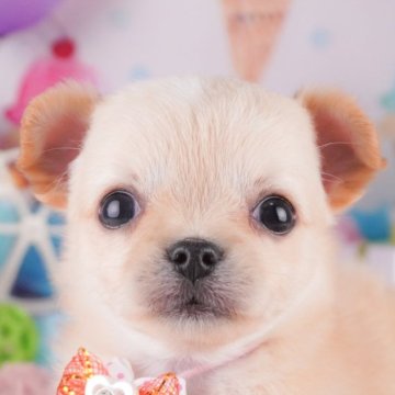 チワワ(ロング)【千葉県・女の子・2025年8月6日・クリーム&ホワイト】の写真「📢11/3(祝)🐶子犬のお世話体験会開催!!✨」