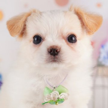 チワワ(ロング)【千葉県・女の子・2025年7月1日・クリーム&ホワイト】の写真「🎐8/30限定🐶お世話体験会開催🍉」