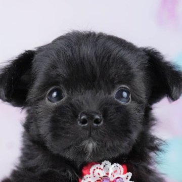 ミックス(チワワ×ミックス)【千葉県・女の子・2025年10月24日・ブラック】の写真「全頭健康診断チェック済み！安心してお迎えできます✨」