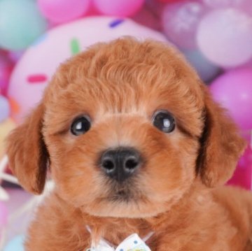 トイプードル(トイ)【千葉県・男の子・2025年8月3日・レッド】の写真「9/15・9/23 🐶子犬お世話体験会開催✨」