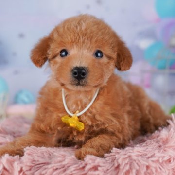 トイプードル(トイ)【千葉県・女の子・2025年8月19日・レッド】の写真「🐶6組様限定！10/11子犬のお世話体験会開催✨」