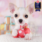 チワワ(スムース)