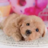 マルプー(マルチーズ×トイプードル)【千葉県・女の子・2025年10月7日・アプリコット】の写真1「当日での見学お申込みも承っております🐶✨気になったらその日に見学可能です！」