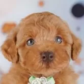 トイプードル(トイ)