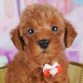 トイプードル(トイ)