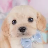 コッカプー(トイプードル×アメリカンコッカースパニエル)【千葉県・男の子・2024年12月17日・クリーム】の写真1「当日での見学お申込みも承っております🐶✨気になったらその日に見学可能です！」