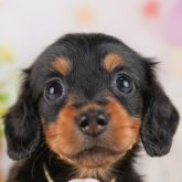 カニンヘンダックスフンド(ロング)