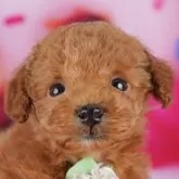 トイプードル(トイ)