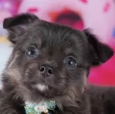 チワワ(ロング)