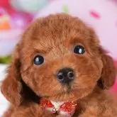 トイプードル(トイ)