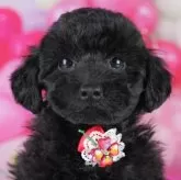 トイプードル(トイ)