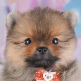 ポメラニアン