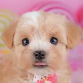 マルプー(マルチーズ×トイプードル)【千葉県・女の子・2025年10月7日・アプリコット】の写真1「当日での見学お申込みも承っております🐶✨気になったらその日に見学可能です！」