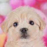 マルプー(マルチーズ×トイプードル)