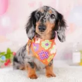 カニンヘンダックスフンド(ロング)【千葉県・女の子・2024年11月8日・シルバーダップル】の写真1「当日での見学お申込みも承っております🐶✨気になったらその日に見学可能です！」